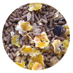 PALIO FIRST MANTENIMENTO KG.25