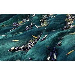 RETE RACCOLTA  OLIVE ANTISPINA IN TELI