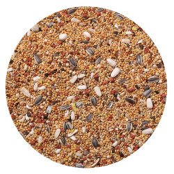 ALLEGRI PARROCCHETTI KG.1