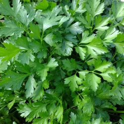 PREZZEMOLO COMUNE 2 IN BUSTINA