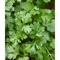 PREZZEMOLO GIGANTE CATALOGNO IN BUSTINA