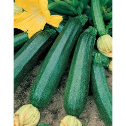 ZUCCHINO SAN PASQUALE IN BUSTINA