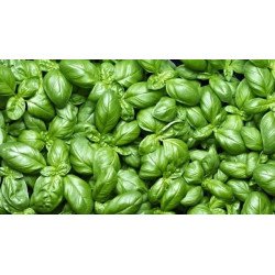 BASILICO ITALIKO IN BUSTA