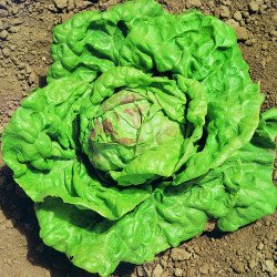 LATTUGA A CAPPUCCIO REGINA DI MAGGIO IN BUSTINA