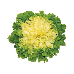 INDIVIA SCAROLA GIGANTE DEGLI ORTOLANI IN BUSTA