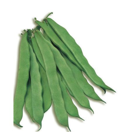 FAGIOLO NANO PLATI' GR.250