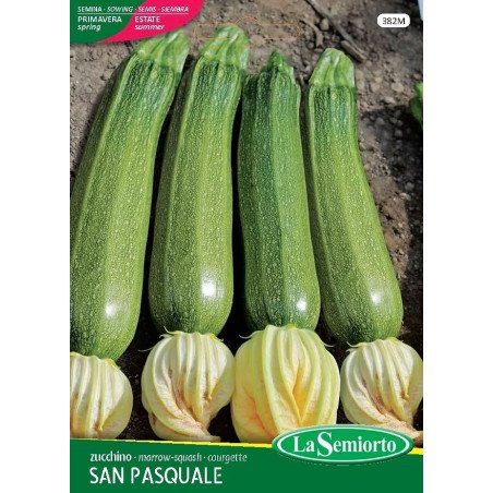 ZUCCHINO SAN PASQUALE IN BUSTINA