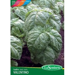 BASILICO VALENTINO IN BUSTINA