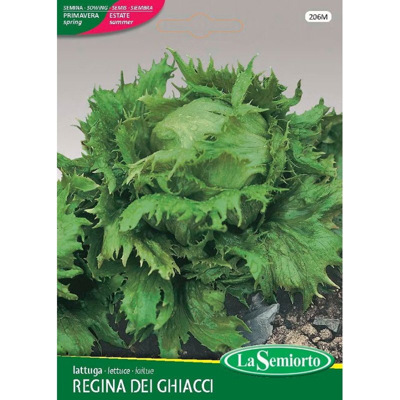 LATTUGA A CAPPUCCIO REGINA DEI GHIACCI IN BUSTINA