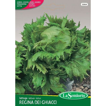 LATTUGA A CAPPUCCIO REGINA DEI GHIACCI IN BUSTINA