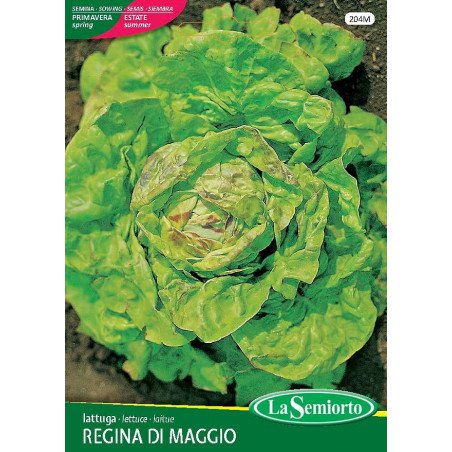 LATTUGA A CAPPUCCIO REGINA DI MAGGIO IN BUSTINA