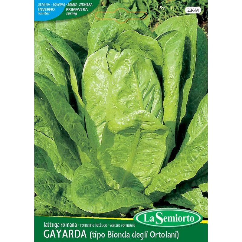 LATTUGA ROMANA GAYARDA IN BUSTINA