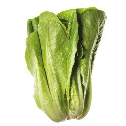 LATTUGA ROMANA GAYARDA IN BUSTINA