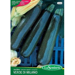 ZUCCHINO NANO VERDE DI MILANO IN BUSTINA
