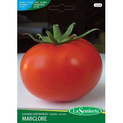 POMODORO MARGLOBE TONDO LISCIO IN BUSTINA