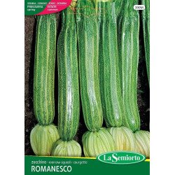 ZUCCHINO ROMANESCO IN BUSTA