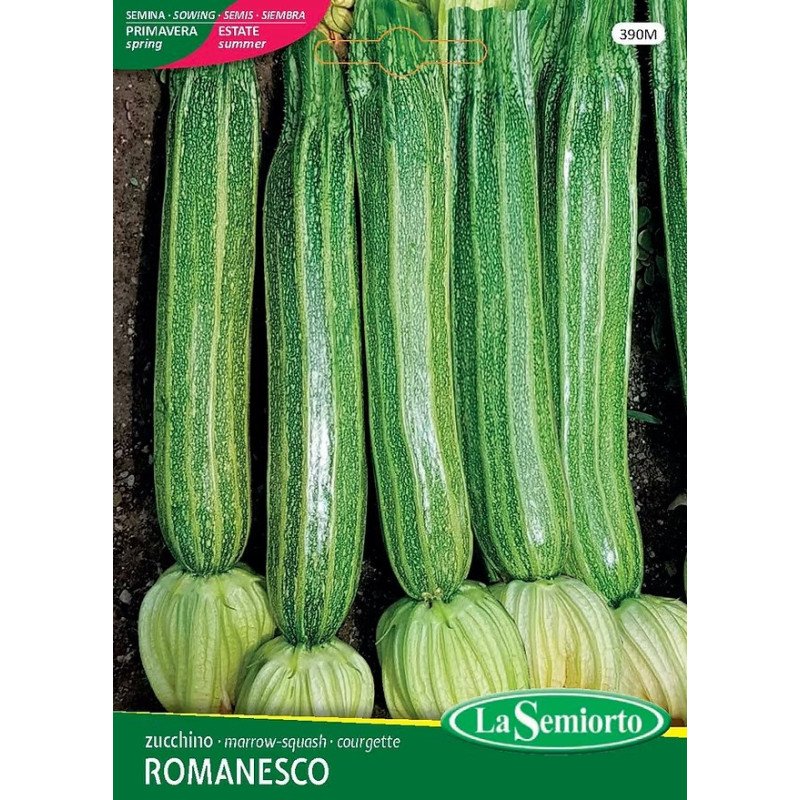 ZUCCHINO ROMANESCO IN BUSTA