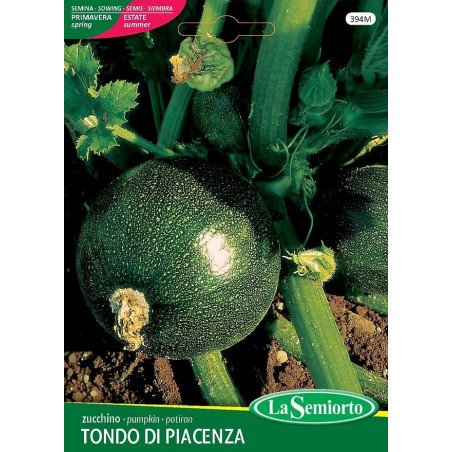 ZUCCHINO TONDO DI PIACENZA IN BUSTA
