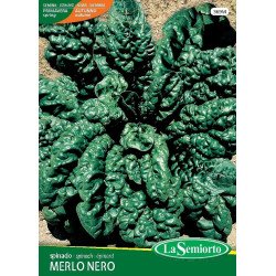 SPINACIO RE DELL'ESTATE IN BUSTINA