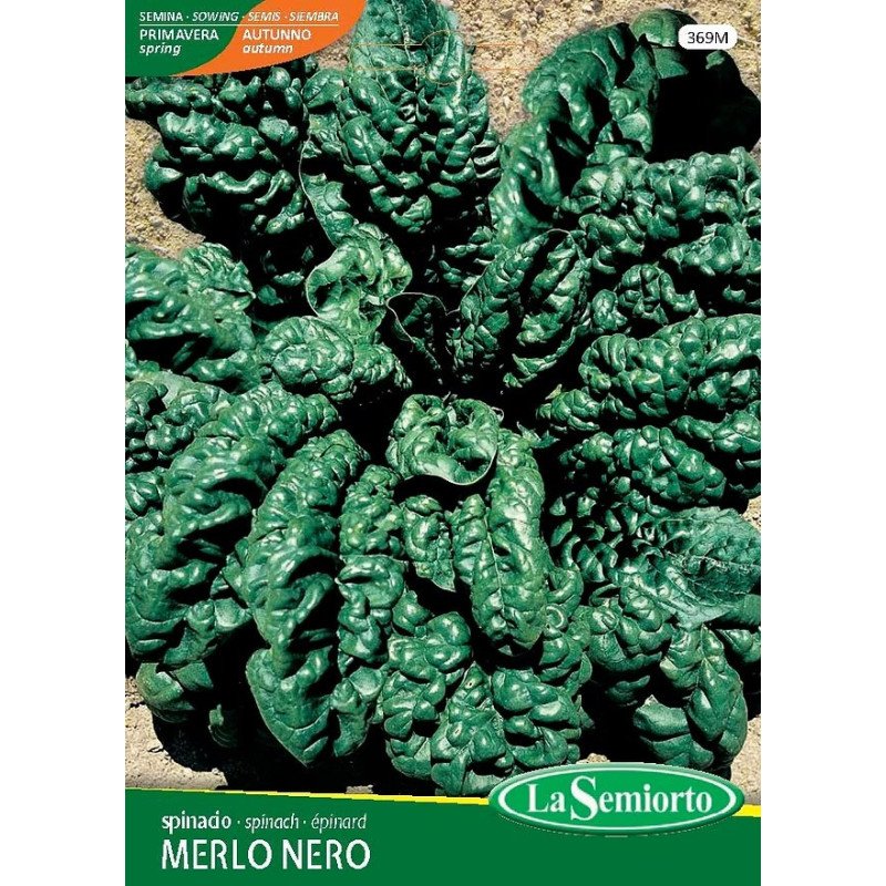 SPINACIO RE DELL'ESTATE IN BUSTINA