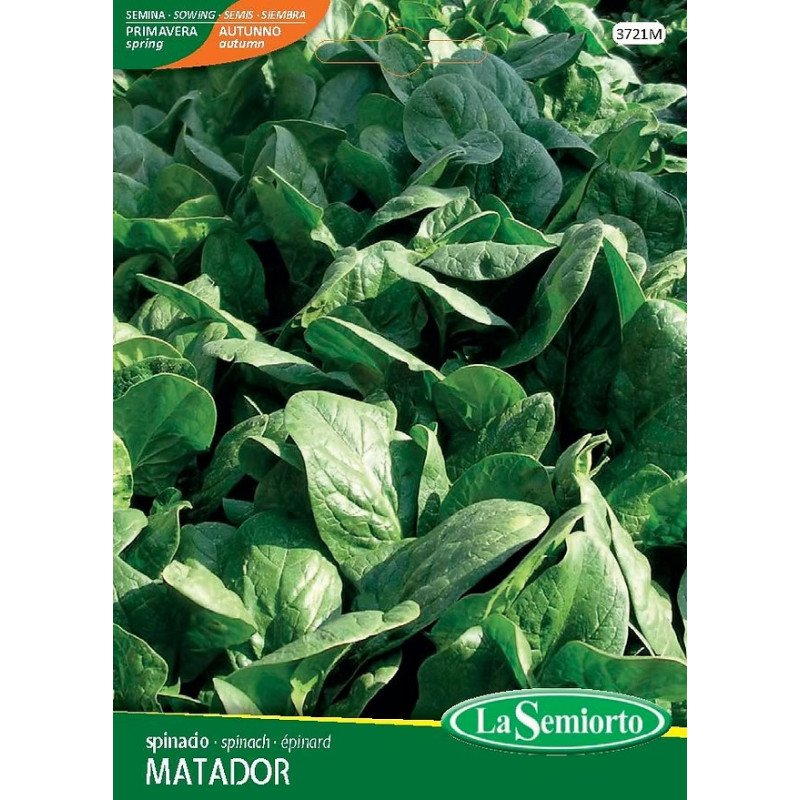 SPINACIO MATADOR IN BUSTINA