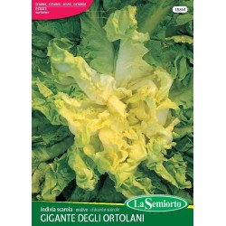 INDIVIA SCAROLA GIGANTE DEGLI ORTOLANI IN BUSTA