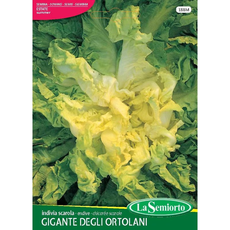 INDIVIA SCAROLA GIGANTE DEGLI ORTOLANI IN BUSTA