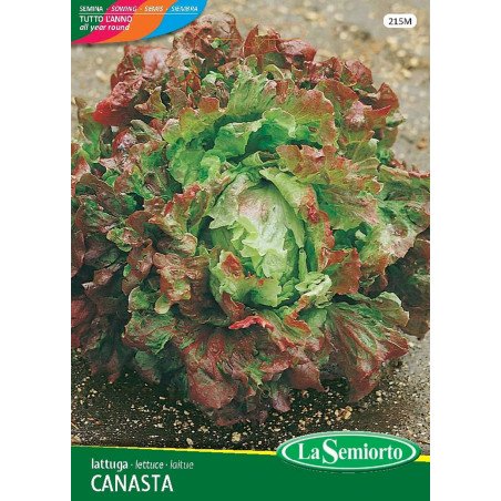 LATTUGA BATAVIA CANASTA IN BUSTINA