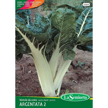 BIETOLA DA COSTE VERDE DA TAGLIO IN BUSTA