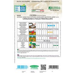 CICORIA CATALOGNA A FOGLIE FRASTAGLIATE