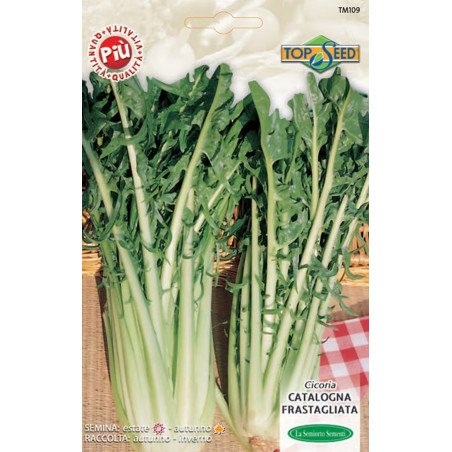 CICORIA CATALOGNA A FOGLIE FRASTAGLIATE