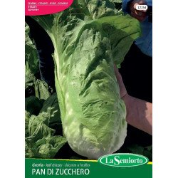 CICORIA PAN DI ZUCCHERO IN BUSTINA