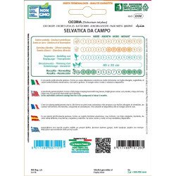 CICORIA SELVATICA DA CAMPO IN BUSTA
