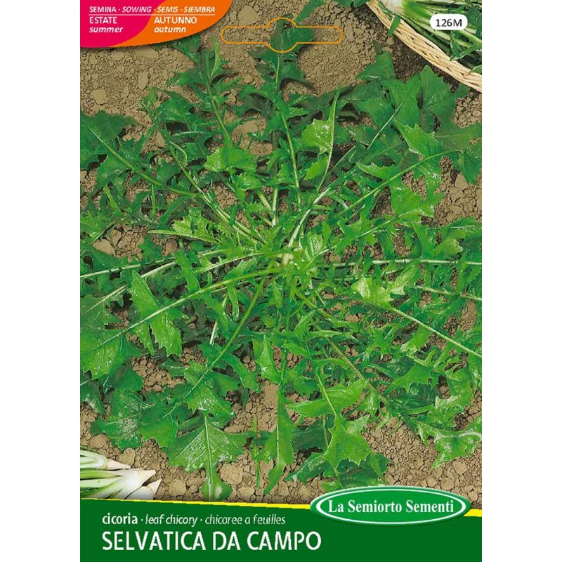 CICORIA SELVATICA DA CAMPO IN BUSTA