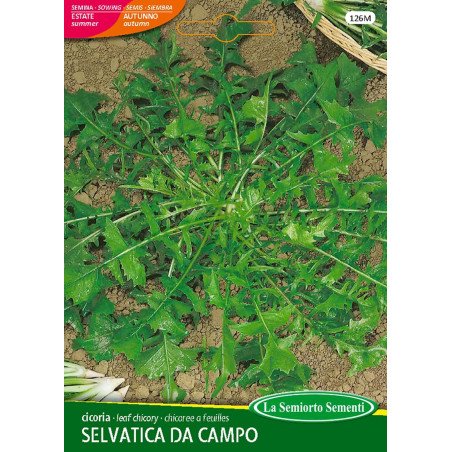 CICORIA SELVATICA DA CAMPO IN BUSTA