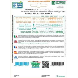 INDIVIA RICCIA PANCALIERI A COSTA BIANCA IN BUSTA