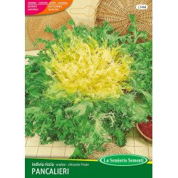 INDIVIA RICCIA PANCALIERI A COSTA BIANCA IN BUSTA