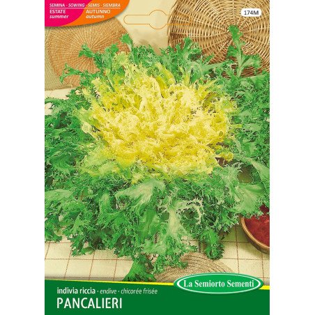 INDIVIA RICCIA PANCALIERI A COSTA BIANCA IN BUSTA