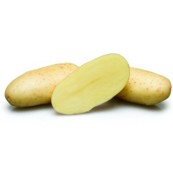 SEME PATATE SPUNTA 55/65 ND GR.25