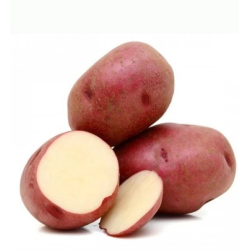 SEME PATATE DESIREE 55/65 ND GR.25