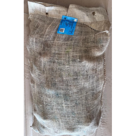 SEME PATATE MONALISA 55/65 NL GR.25