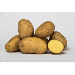 SEME PATATE MONALISA 55/65 NL GR.25