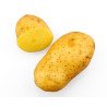 SEME PATATE AGRIA 55/65 OL GR.25