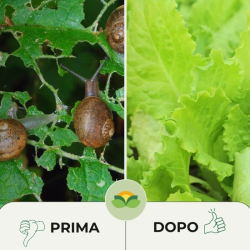 ALBAGARDEN ESCA LUMACHICIDA FERRONITE PFNPO PER PIANTE GR.200