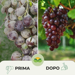 ALBAGARDEN KOLLANT SODIO IDROGENOCARBONATO GR.500