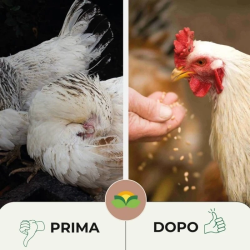 ALBAGARDEN PULPIZEK ALLEVAMENTI INSETTICITA POLVERE PULCI PIDOCCHI  ZECCHE KG.1