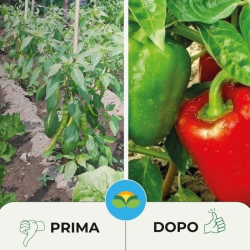 ALBAGARDEN TENSIOFILL ADESIVAMENTE VITE ORTO KG.1